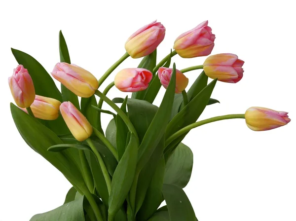 Pink tulips close up — Stock Photo, Image