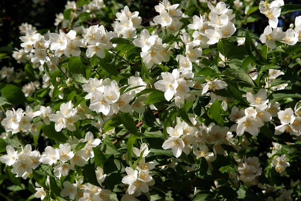 Cespuglio di gelsomino con fiori bianchi — Foto Stock