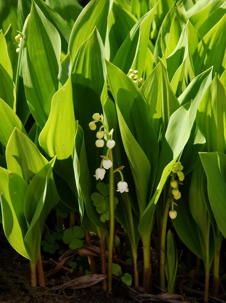 stock image lily-of-the-meadow in a garden