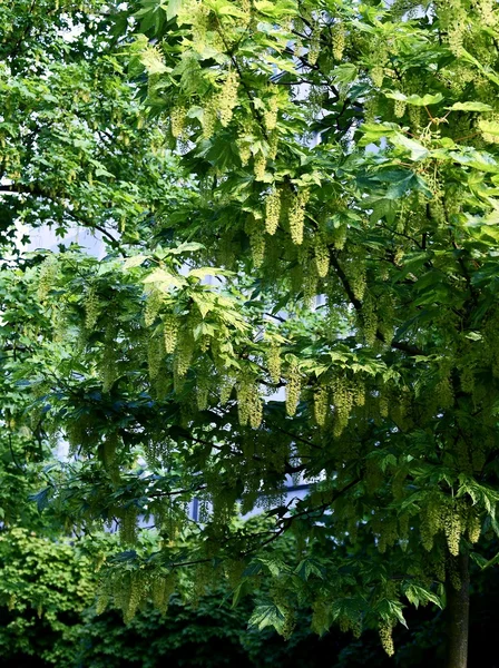 Smokvoň strom v květu — Stock fotografie