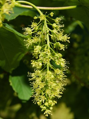 çınar ağacı çiçeği