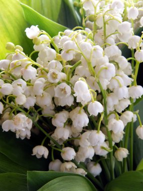 lily vadi kokulu beyaz çiçekler