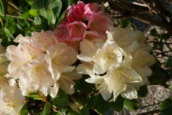 Rododendro arbusto florescendo na primavera — Fotografia de Stock