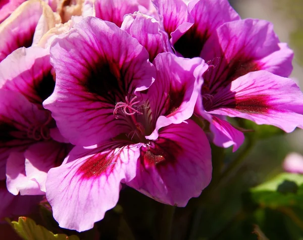 Rosa und lila Blüten der Geranien-Topfpflanze — Stockfoto