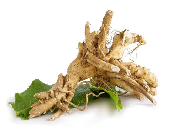 Huge root of horseradish plant — Stock Photo, Image