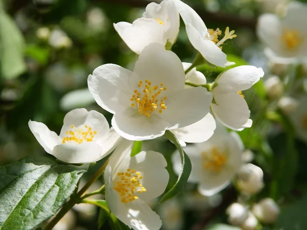 Flores blancas y fragantes de jazmín — Foto de Stock