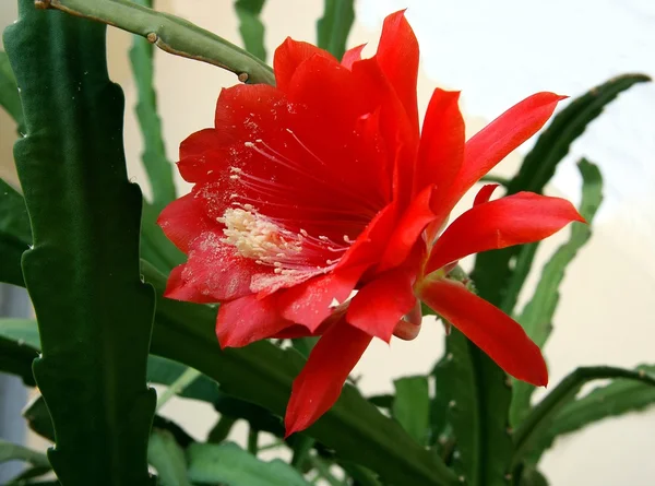 Flor vermelha de cacto com pólen branco — Fotografia de Stock