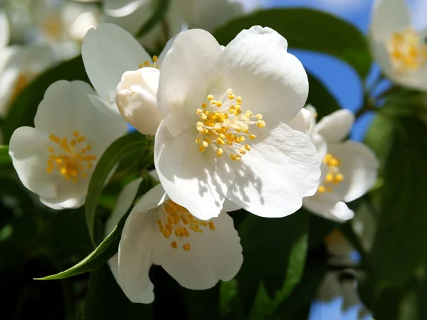 Yasemin Bush Beyaz, güzel kokulu çiçekler — Stok fotoğraf