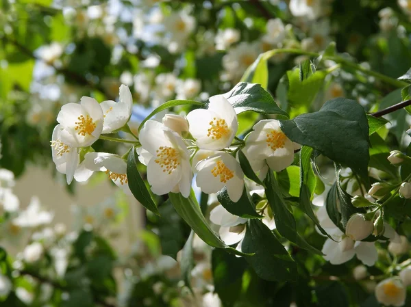 Flores blancas y fragantes de jazmín —  Fotos de Stock