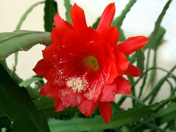 Červený květ kaktusu s bílým pylu — Stock fotografie