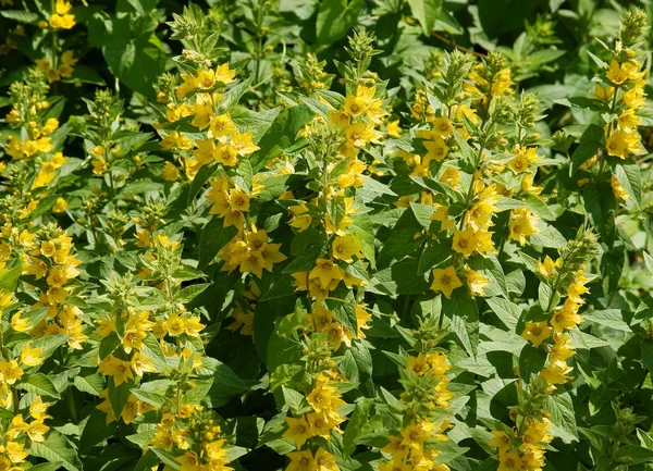 Loosestrife растение с желтыми цветами — стоковое фото