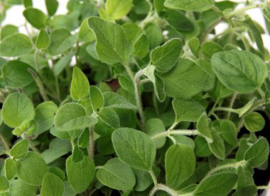 Yeşil kekik bitkisel bitki