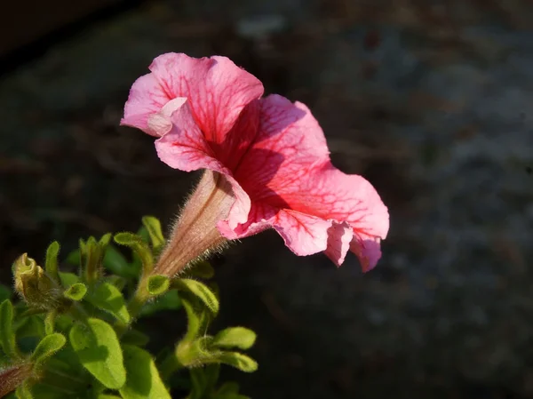 Růžové a červené květ Petunie — Stock fotografie