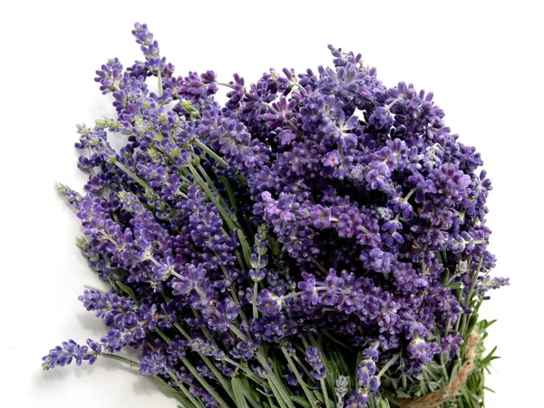 Erba lavanda con fiori di lilla da vicino — Foto Stock