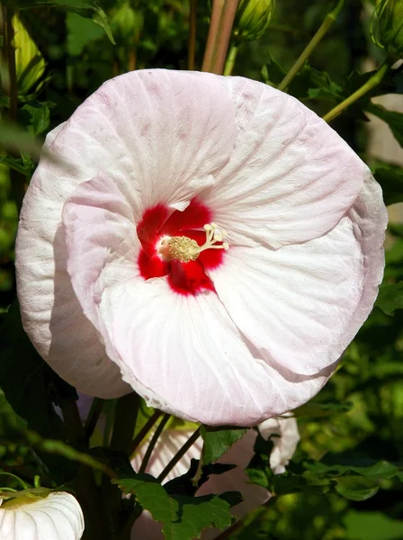 Hibiscus bitkinin büyük pembe ve kırmızı çiçek — Stok fotoğraf