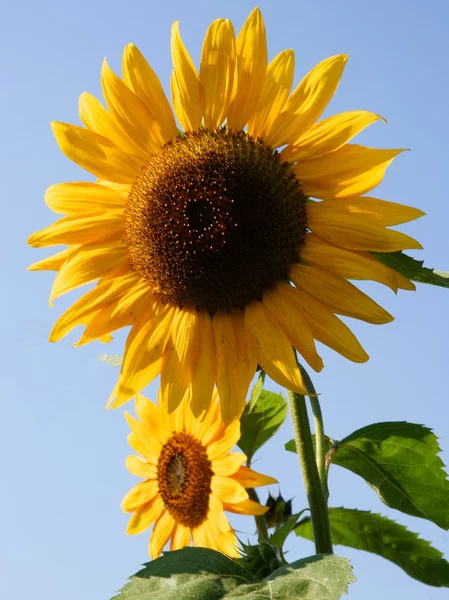 Gele bloemen vrij zonnebloemen — Stockfoto