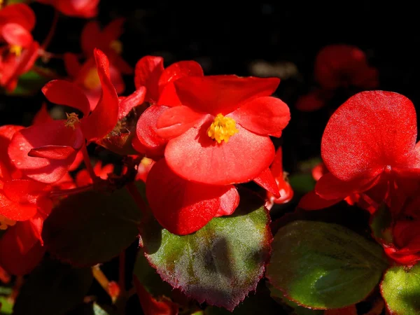 Red flowers of begonia potted plant — Stock Photo, Image