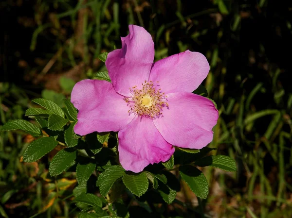 Fleur de rosa canina gros plan — Photo