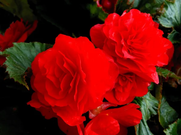 Fleurs rouges de bégonia — Photo