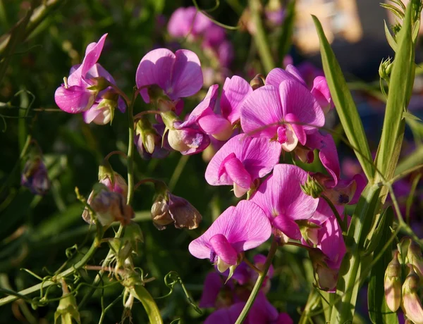 Flores rosadas de planta trepadora de guisante dulce —  Fotos de Stock