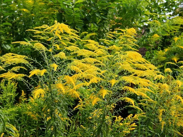 Vadon Élő Növények Sárga Virágai Solidago Canadensis — Stock Fotó