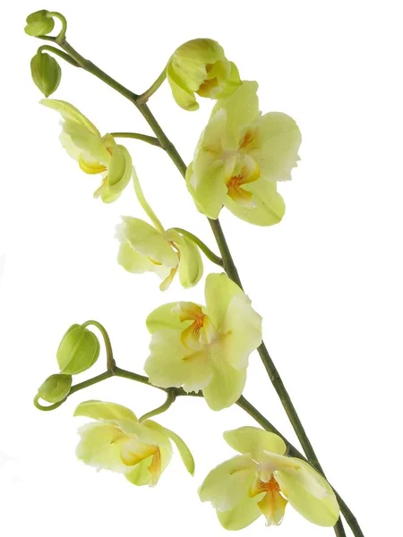 Szép Sárga Virágok Orchidea Phalaenopsis Közeli Elszigetelt — Stock Fotó