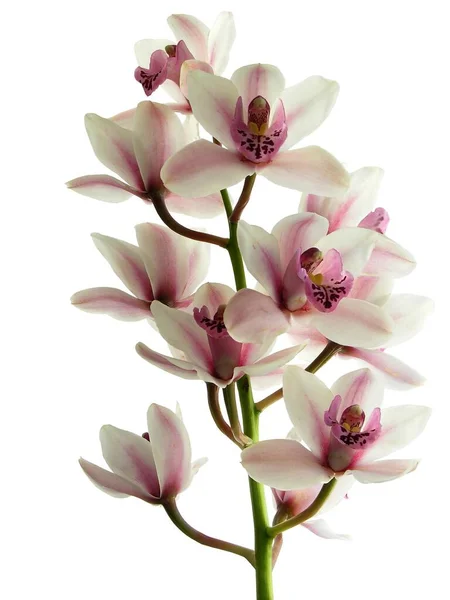 Roze Orchidee Bloemen Close Geïsoleerd — Stockfoto
