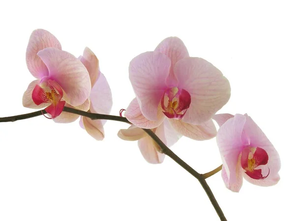 Roze Orchidee Plahalaenopsis Bloemen Close Geïsoleerd — Stockfoto