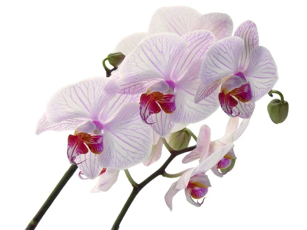 Pembe Orkide Plahalaenopsis Çiçekleri Izole Edilmiş Olarak Kapanıyor — Stok fotoğraf