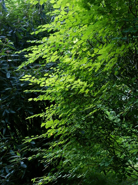 Cerciddyphyllum Japonicum Árbol Con Hojas Verdes — Foto de Stock