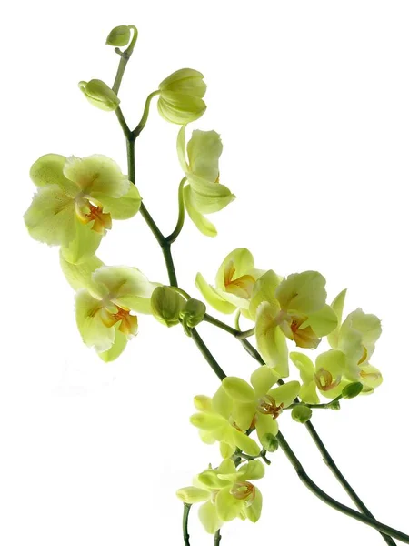 Flores Bonitas Amarelas Phalaenopsis Orchid Fecham Acima Isolado — Fotografia de Stock