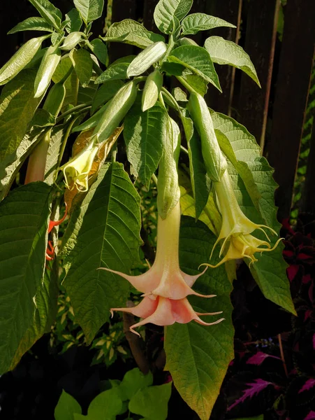 Αρκετά Τεράστια Ροζ Λουλούδια Του Φυτού Datura Stramonium Καλοκαίρι — Φωτογραφία Αρχείου