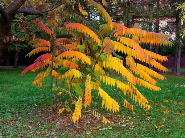 Hojas Multicolores Árbol Sumac Otoño Escénico — Foto de Stock