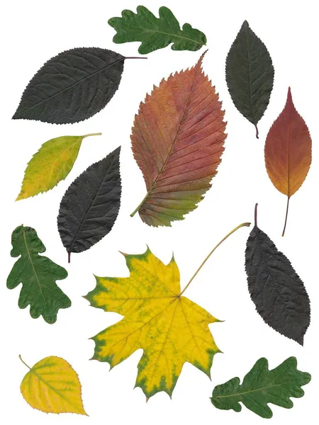 Çeşitli ağaçların çok renkli yapraklarının sıralanması