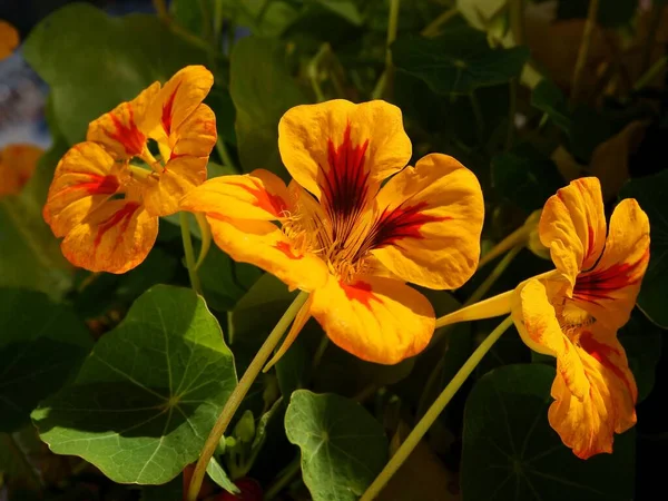 Turuncu Güzel Nasturtium Çiçekleri Tropacolum Bitkisi — Stok fotoğraf