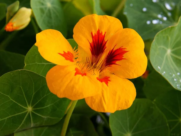 Turuncu Güzel Nasturtium Çiçekleri Tropacolum Bitkisi — Stok fotoğraf