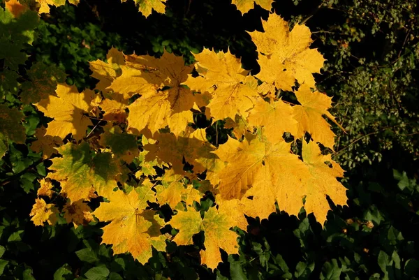 Feuilles Jaunes Érable Automne Pittoresque — Photo