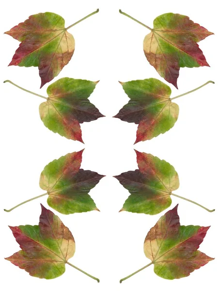 Rozmieszczenie Różnych Sezonowych Jesiennych Zbliżenia Liści — Zdjęcie stockowe