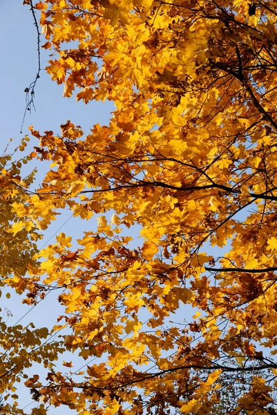 Gele Bladeren Van Esdoorn Boom Herfst Schilderachtige — Stockfoto