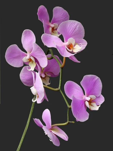 Hübsche Rosa Orchidee Phalaenopsis Aus Nächster Nähe Isoliert — Stockfoto