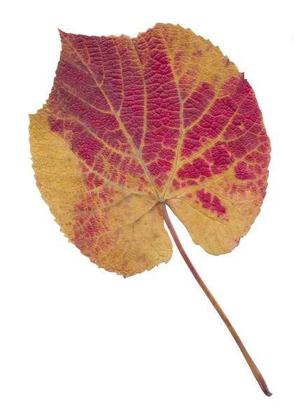 Arrangement Verschiedener Saisonaler Herbstblätter Aus Nächster Nähe — Stockfoto