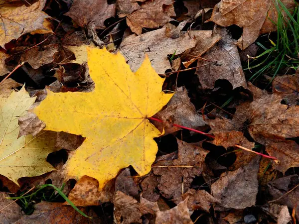Žluté Listy Javoru Podzim Malebné — Stock fotografie