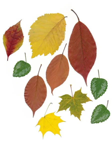 Arranjo Várias Folhas Multicoloridas Como Padrão Perto — Fotografia de Stock