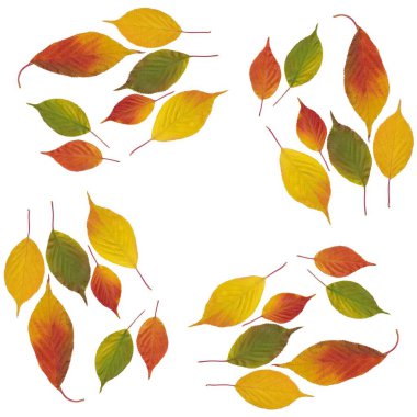 çok renkli yaprakların çiçek deseni olarak sıralanması 