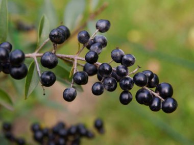 black small berries of privet bush close up