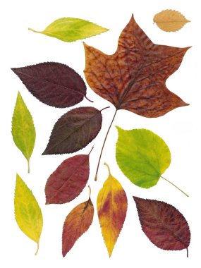 çok renkli yaprakların çiçek deseni olarak sıralanması 