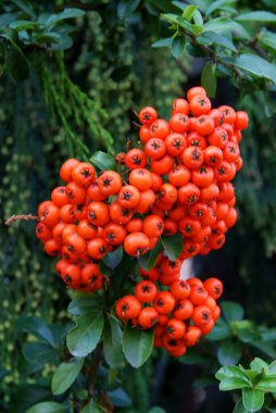 cluster of red fruits of  Pyracantha coccinea