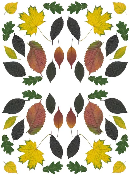 花模様としての多色の葉の配置 — ストック写真