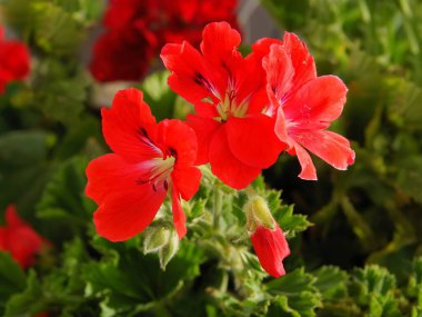 Sardunya saksı bitkisinin güzel kırmızı çiçekleri.