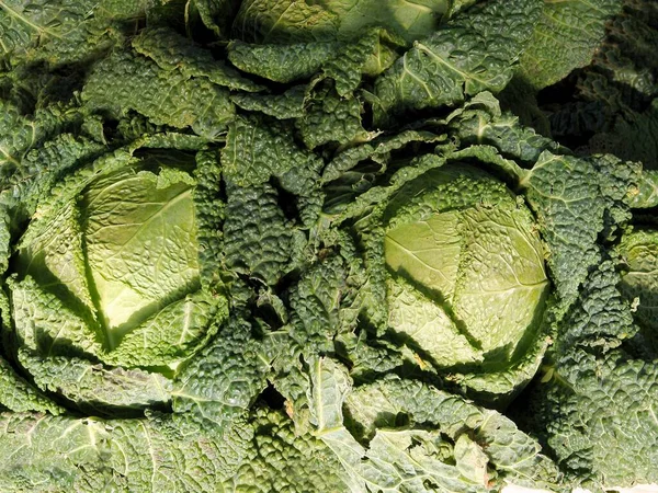 Savoy Cabbage Wholesome Vegetable — Stock Photo, Image